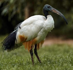 Foto de uma ave da ordem Pelicaniformes
