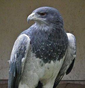 Foto de uma ave da ordem Accipitriformes