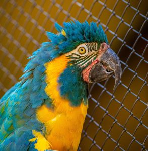 Foto de uma ave da ordem Psittaciformes