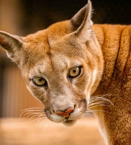 Foto de um felino da ordem Carnivora