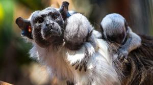 Nascimento de sauins-de-coleira no Zoo de Brasília renova esperança para espécie ameaçada