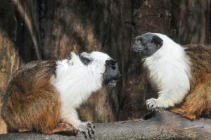Recinto dos sauins-de-coleira será fechado temporariamente para dar mais privacidade ao casal Tucupi e Ama-tiri