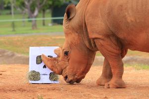 Zoológico de Brasília realiza ações de enriquecimento ambiental inspiradas no Halloween