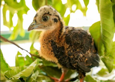 Zoológico de Brasília comemora o nascimento de duas jacutingas